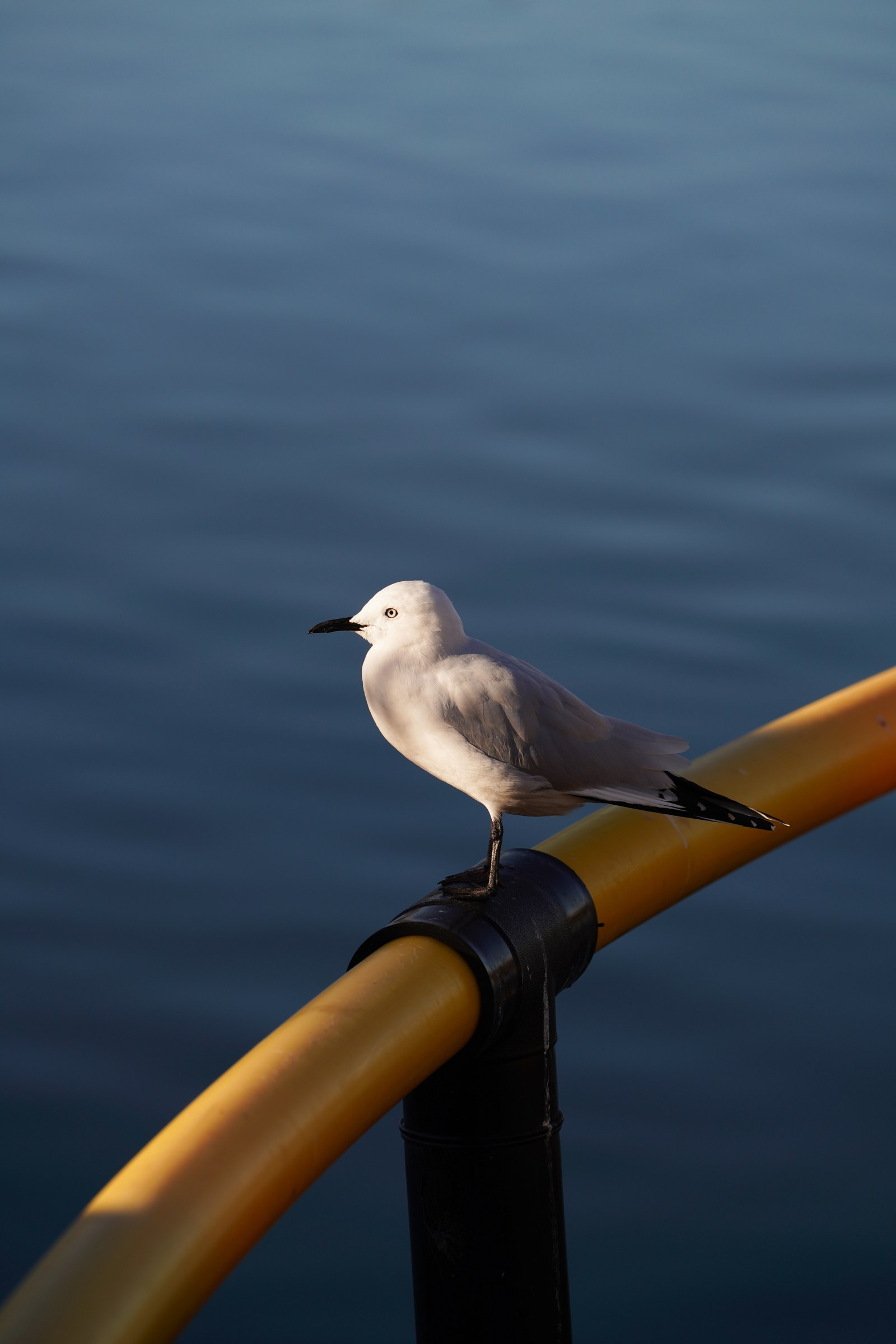 New Zealand photograph 13